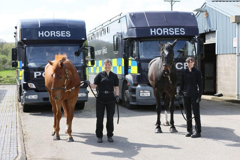 Other image for Police horses canter back home